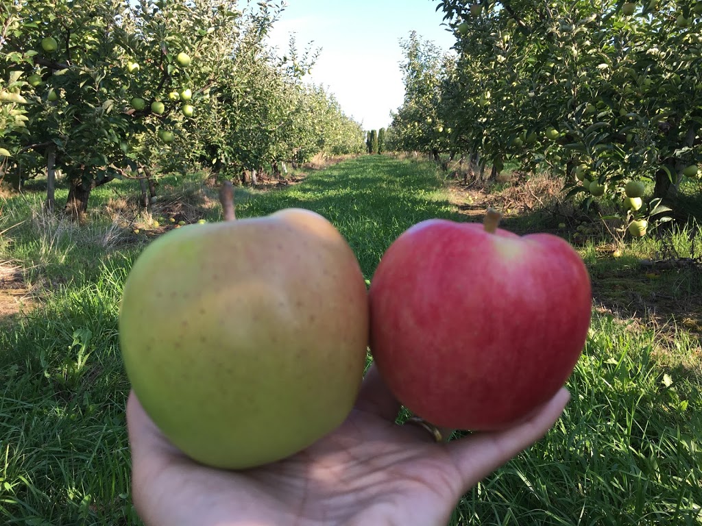 Fenwick Berry Farm: Barn & Retail (Berry Fresh Farms) | 1760 Balfour St, Fenwick, ON L0S 1C0, Canada | Phone: (905) 892-8231