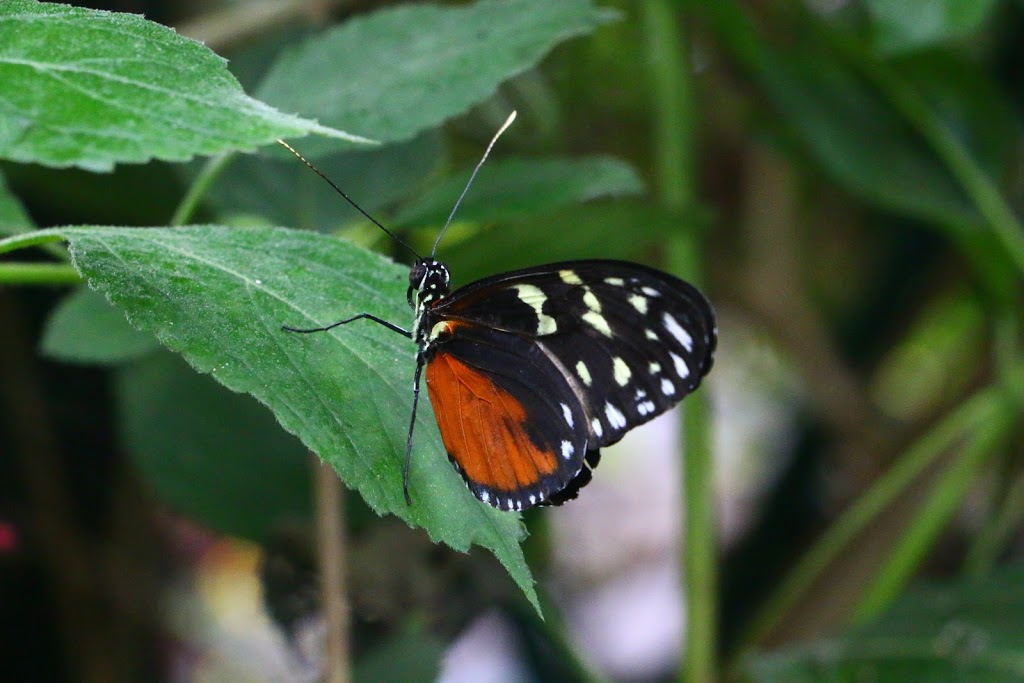 Victoria Butterfly Gardens | 1461 Benvenuto Ave, Brentwood Bay, BC V8M 1J5, Canada | Phone: (250) 652-3822