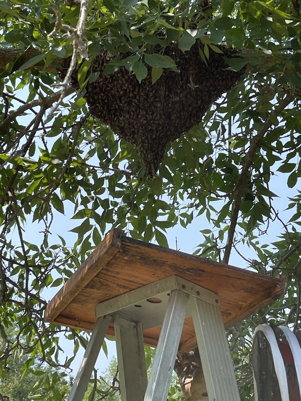 Brambles n Bees | 71 Bachman Bay, Winnipeg, MB R2P 1V6, Canada | Phone: (204) 333-2135