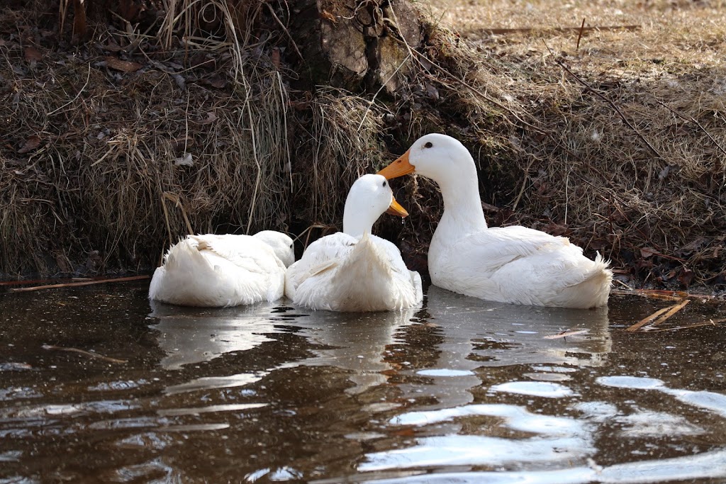 Gypsy Creek Farm | 109-52356, Range Rd 221, Sherwood Park, AB T8E 1E2, Canada | Phone: (780) 266-6365