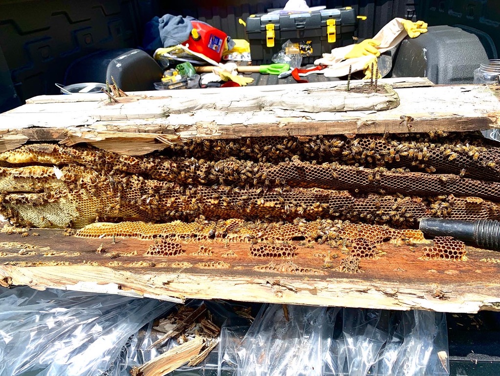 Bens Bees | 135 King St, Tiverton, ON N0G 2T0, Canada | Phone: (519) 386-9247