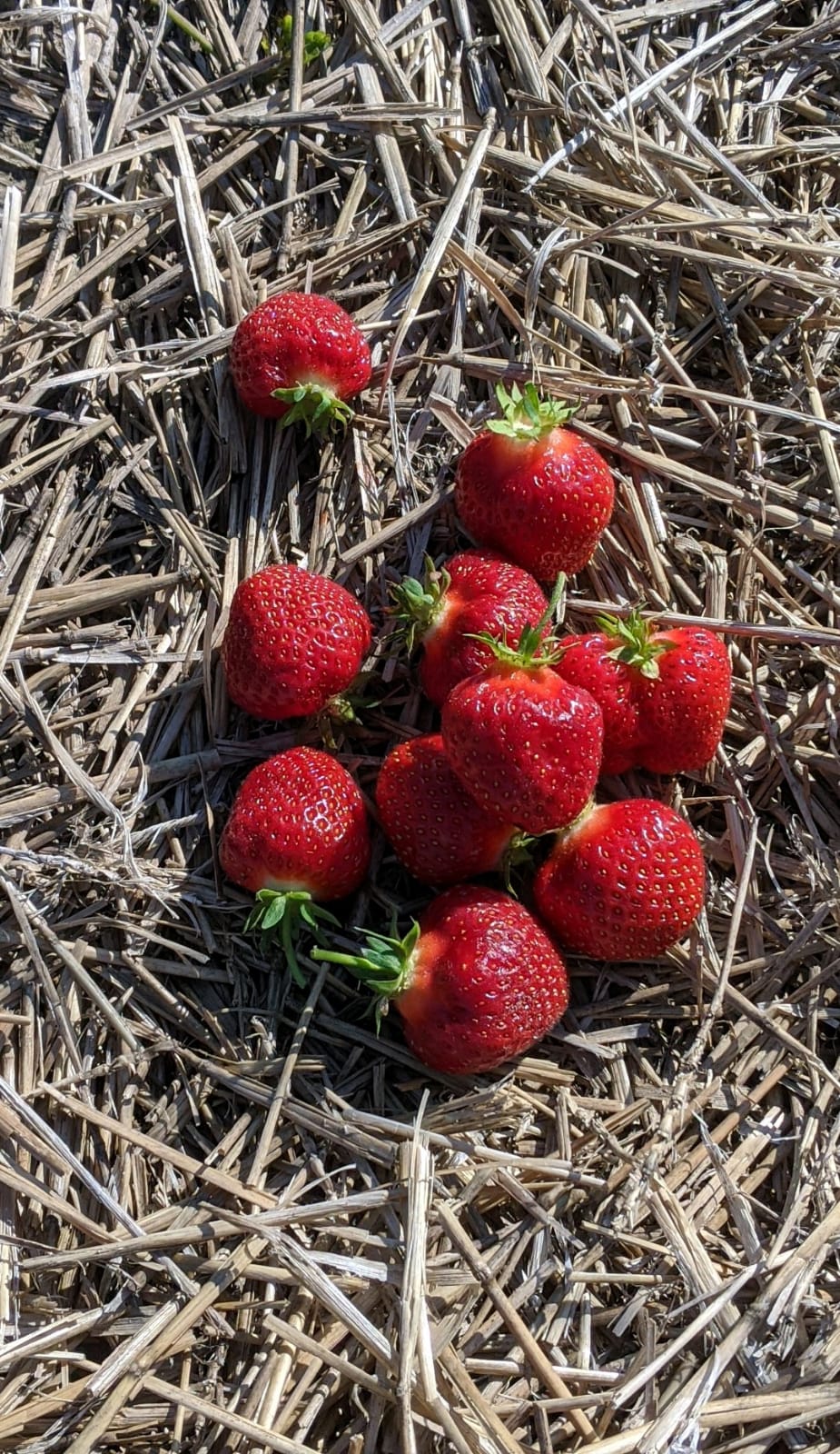 Jenala Farms | 475080 Dufferin County Road 11, Shelburne, ON L0N 1S4, Canada | Phone: (519) 925-5464