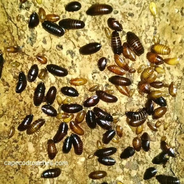Natural Pest Solutions | 8360 153a St, Surrey, BC V3S 8P9, Canada | Phone: (604) 262-2823