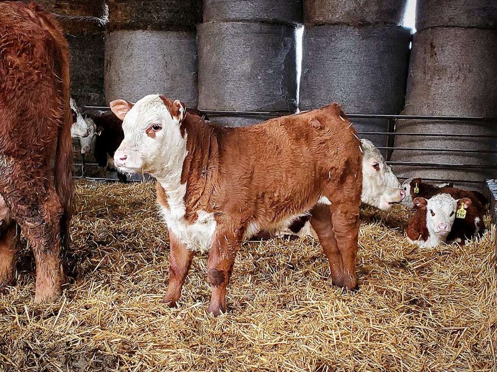 Acorn Ridge Polled Herefords | 27043 Rd 31N, Kleefeld, MB R0A 0V0, Canada | Phone: (204) 381-0721