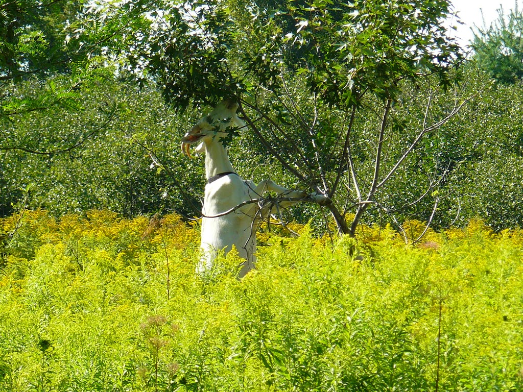 Fromagerie Cornes et Sabots | 641 Rang de lAnge Gardien, Notre-Dame-de-Stanbridge, QC J0J 1M0, Canada | Phone: (438) 494-8831