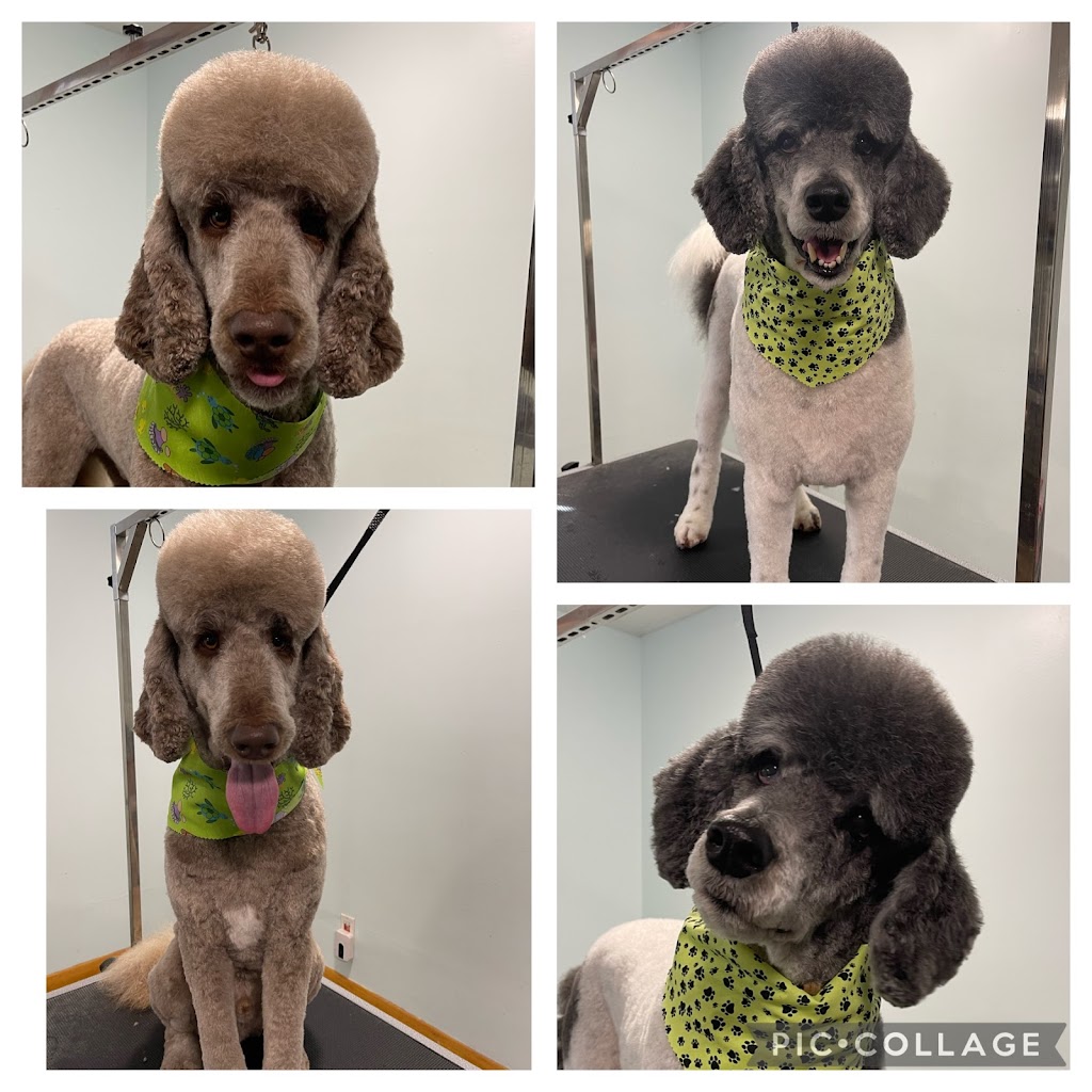 Bath & Doggy Works Grooming | 2558 25th Side Rd, Innisfil, ON L9S 3V2, Canada | Phone: (705) 321-3272