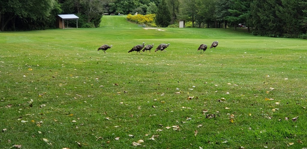 Newcastle Golf and Country Club | 2429 Golf Course Rd, Newcastle, ON L1B 1L9, Canada | Phone: (905) 987-4851