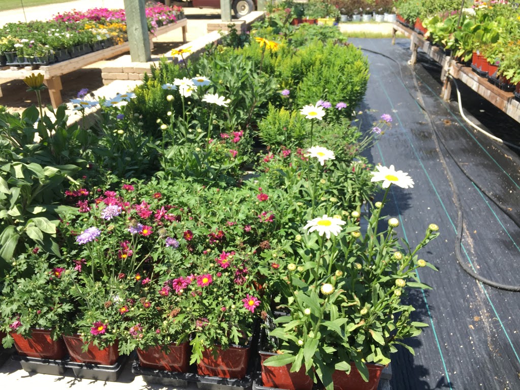 C & S Country Gardens | 937 Dawson Rd, Lorette, MB R0A 0Y0, Canada | Phone: (204) 878-3454