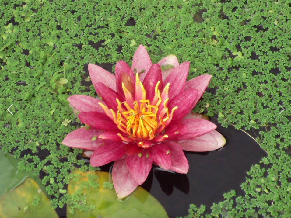 Woodlawn Water Gardens | 485 Woodlawn Dr, Shelburne, NS B0T 1W0, Canada | Phone: (902) 875-3864