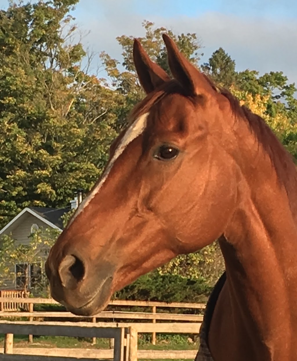 Kings Galeón Breeding & Sales | Middletown Rd, Puslinch, ON N0B 2J0, Canada | Phone: (905) 520-9040