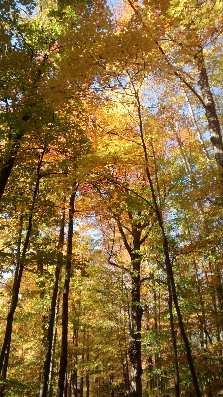 Parc des Bouleaux | 1680 Rue du Parc, Saint-Bruno-de-Montarville, QC J3V 4L9, Canada