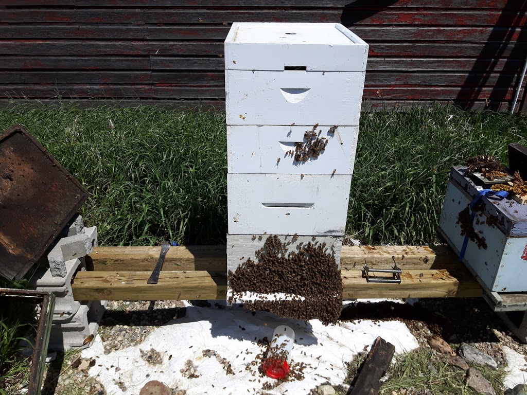 J & S Farms and Apiary | Moose Jaw No. 161, SK S0H 4C0, Canada | Phone: (306) 631-8295