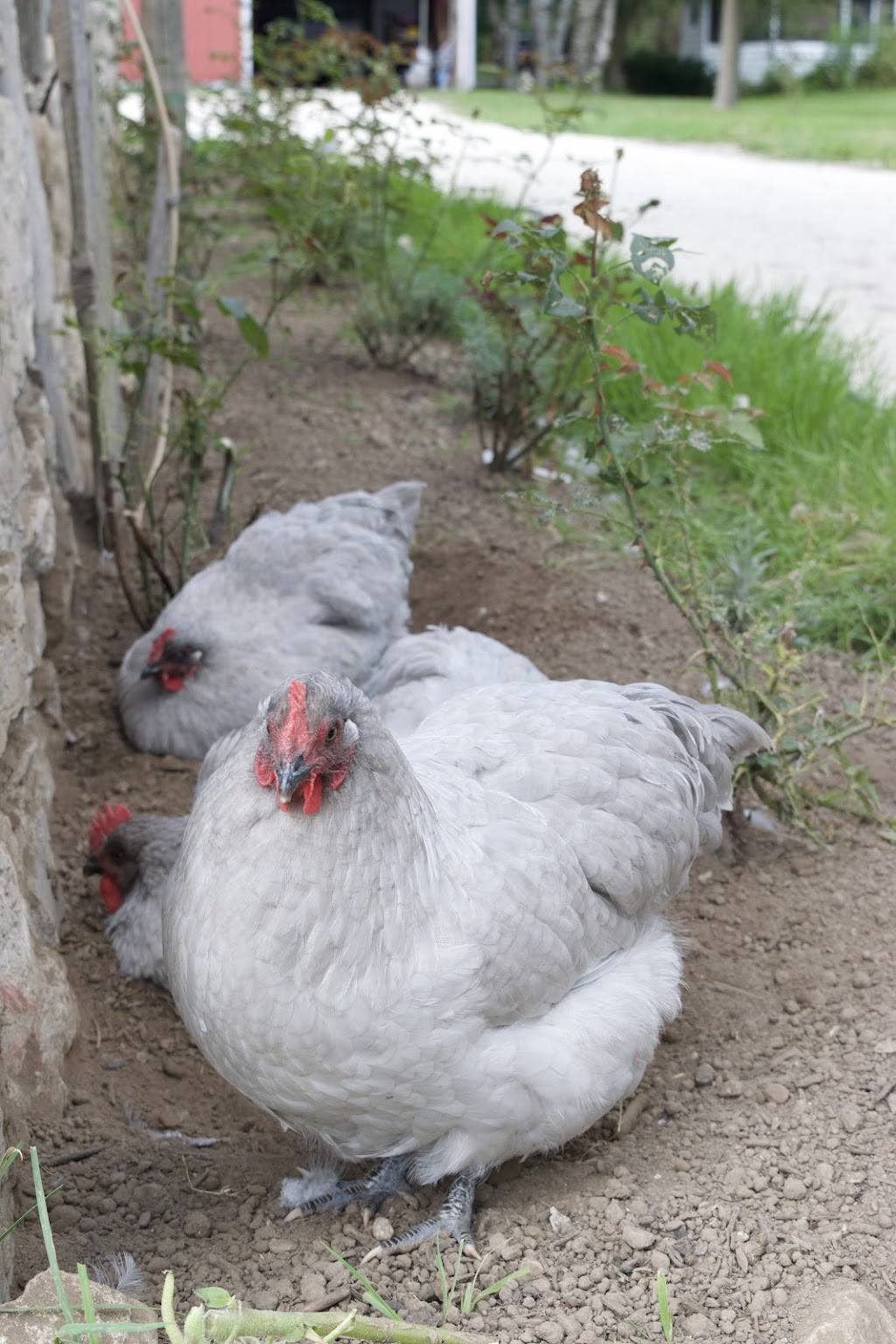 Avalon Lavender Farm | 347036 Mono Centre Rd, Mono, ON L9W 6S2, Canada | Phone: (519) 941-3369