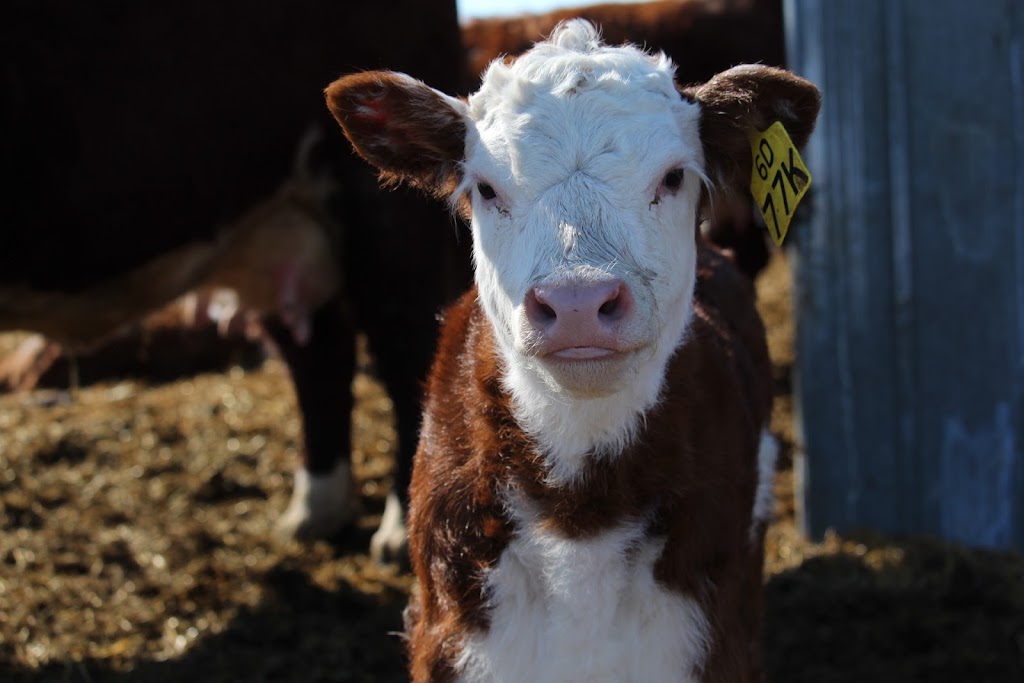 Acorn Ridge Polled Herefords | 27043 Rd 31N, Kleefeld, MB R0A 0V0, Canada | Phone: (204) 381-0721