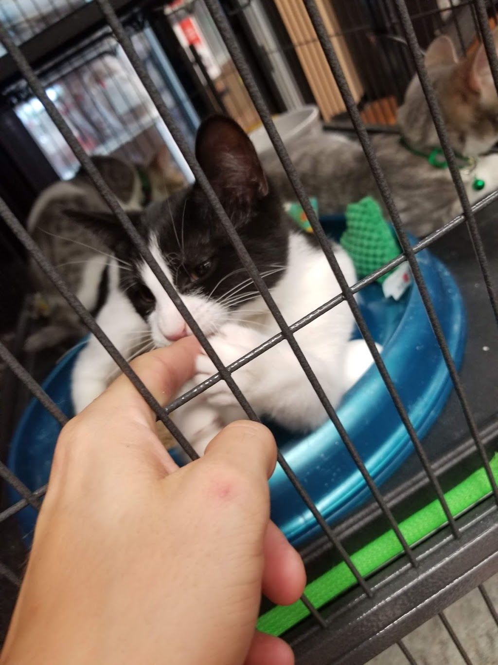Pet Valu | 1550 Upper James St, Hamilton, ON L9B 2L6, Canada | Phone: (905) 574-5107