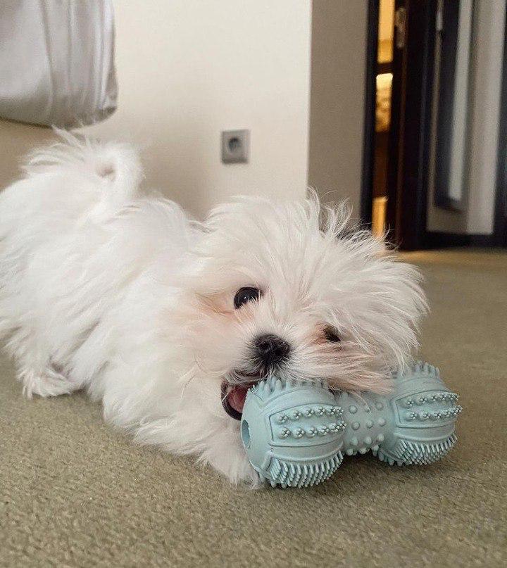 Maltese and poodle puppies for sale | 6780 Breanna Cardill St, Greely, ON K4P 0C1, Canada | Phone: (647) 547-2171