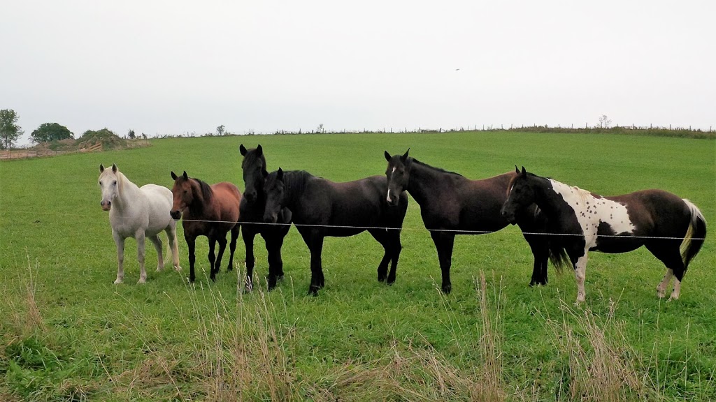 Rivett Farm | 1447 Concession Rd 9, Blackstock, ON L0B 1B0, Canada | Phone: (905) 626-0745