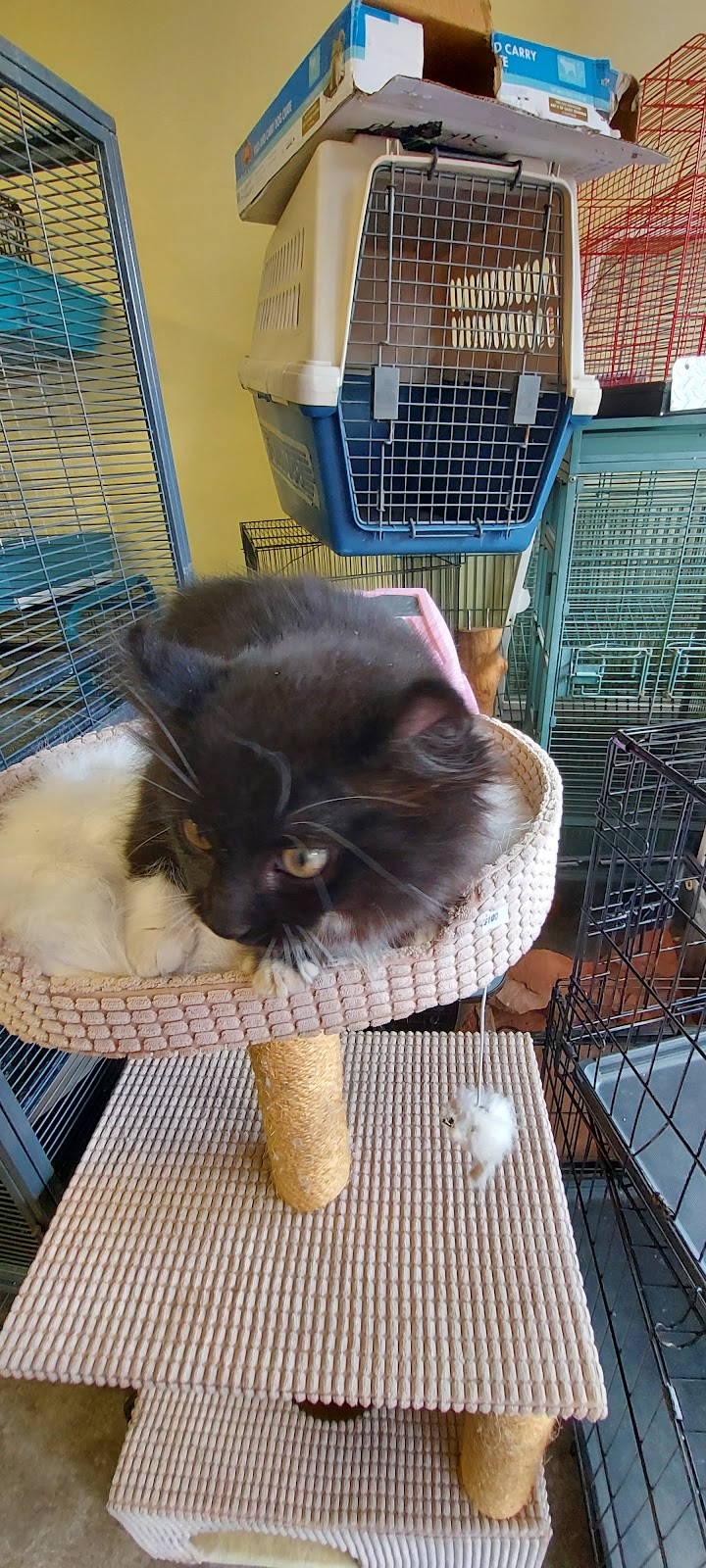 Treasured petz | 5875 Ferry St, Niagara Falls, ON L2G 1S8, Canada | Phone: (905) 228-3407