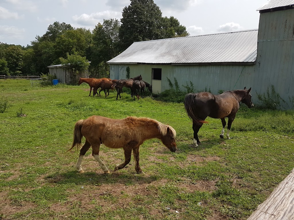 Happy Traills Farm | 228 Hall Settlement Rd, Plainfield, ON K0K 2V0, Canada | Phone: (613) 685-0247