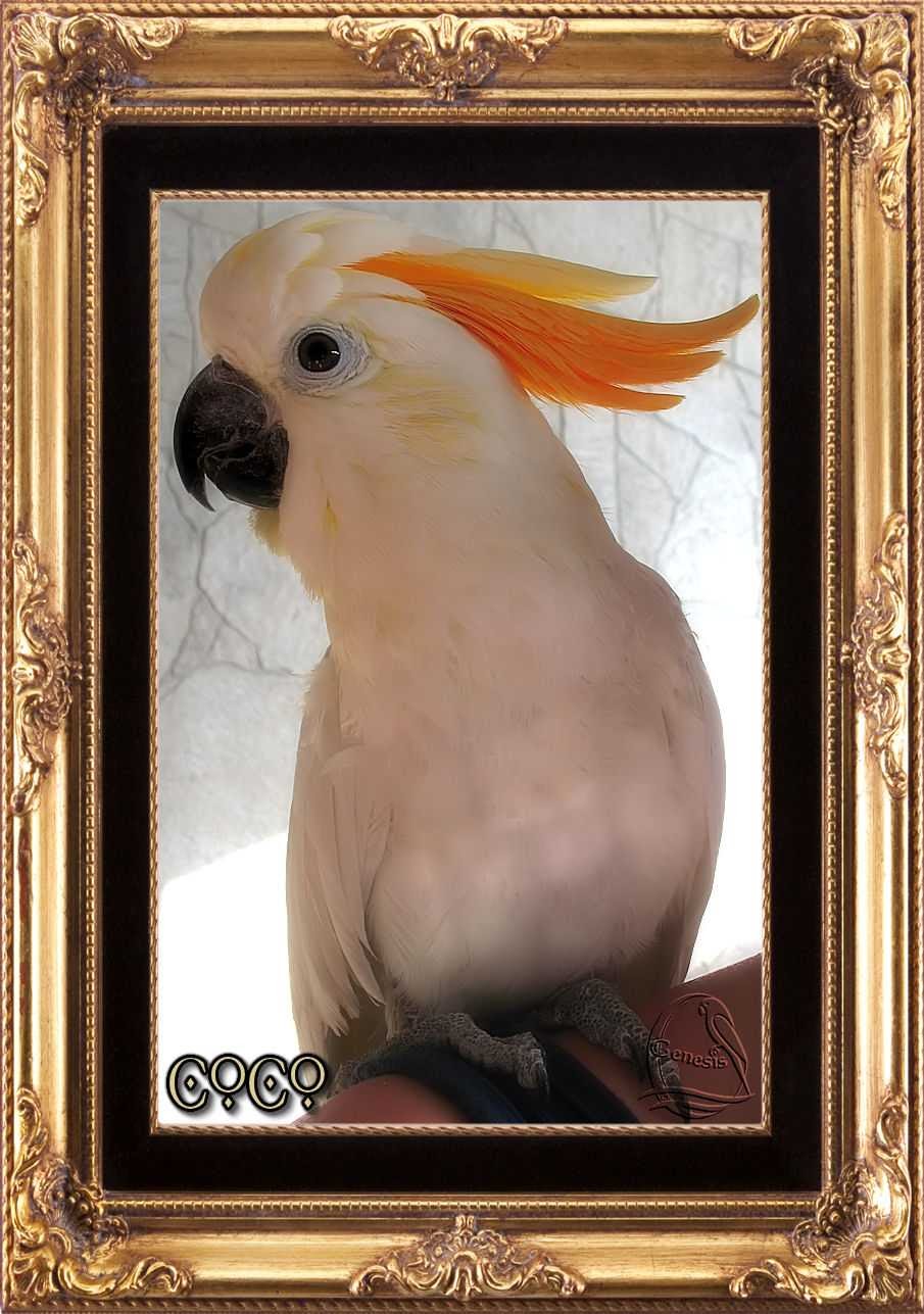 Canadian Parrot | Box 73, Site 15, RR1, Strathmore, AB T1P 1J6, Canada | Phone: (587) 333-5337