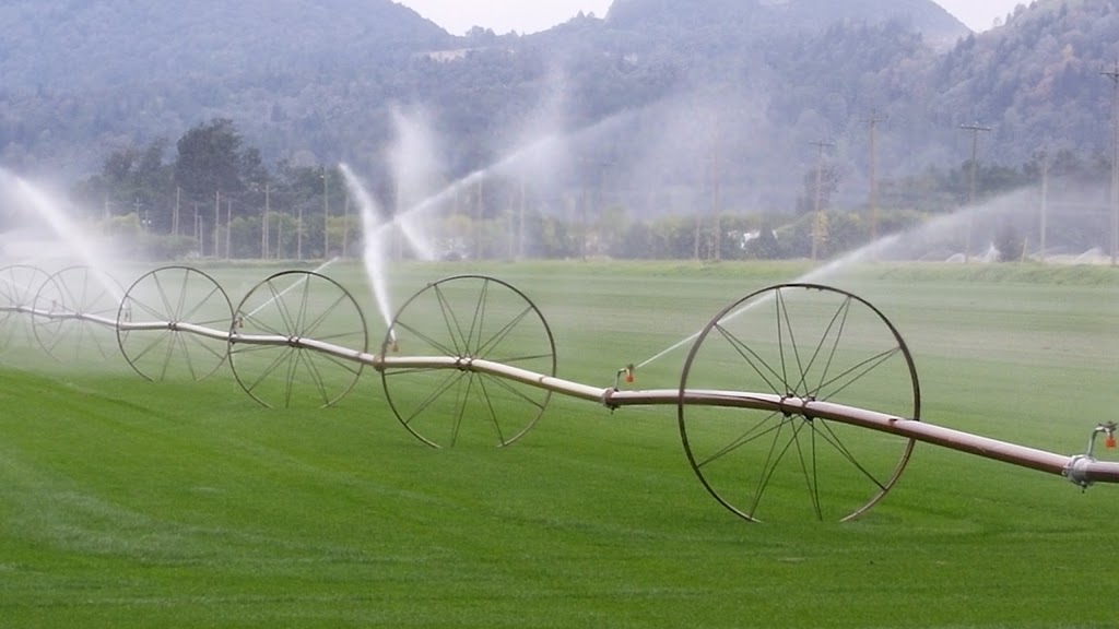 Western Turf Farms Ltd | 39183 No 5 Rd, Abbotsford, BC V3G 2G3, Canada | Phone: (604) 850-6660