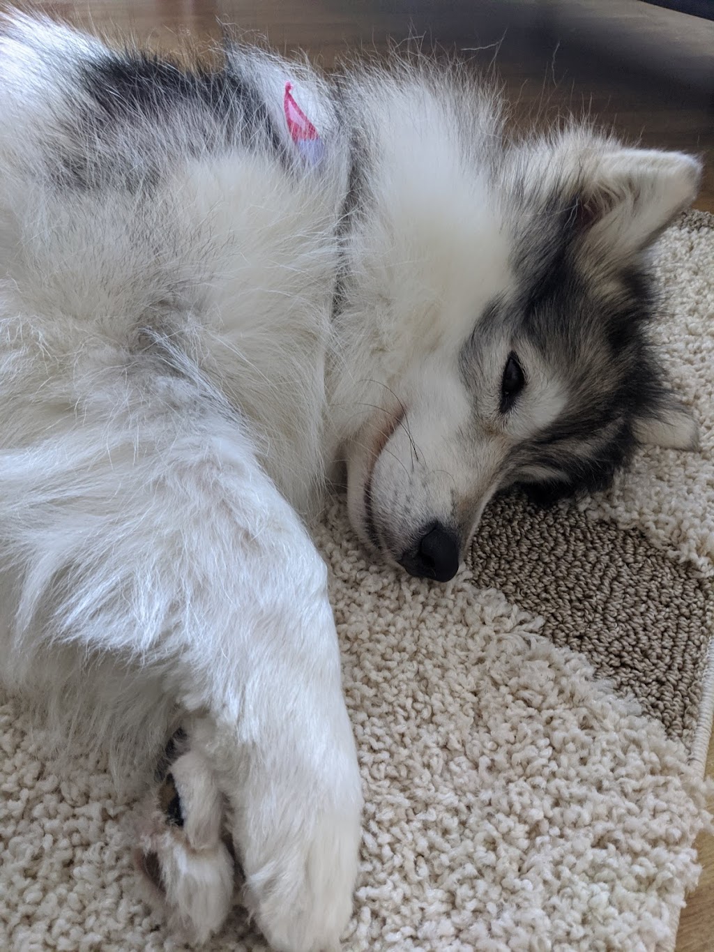 Posh Puppy Salon | 55 Townline, Orangeville, ON L9W 1V3, Canada | Phone: (519) 941-2646
