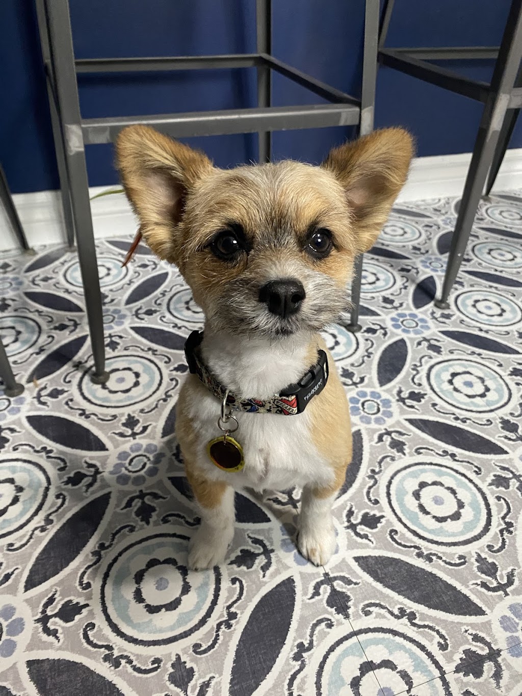Diamond in the Ruff Dog Groomers | 314 Queenston Rd Unit B, Hamilton, ON L8K 1H5, Canada | Phone: (905) 544-7833