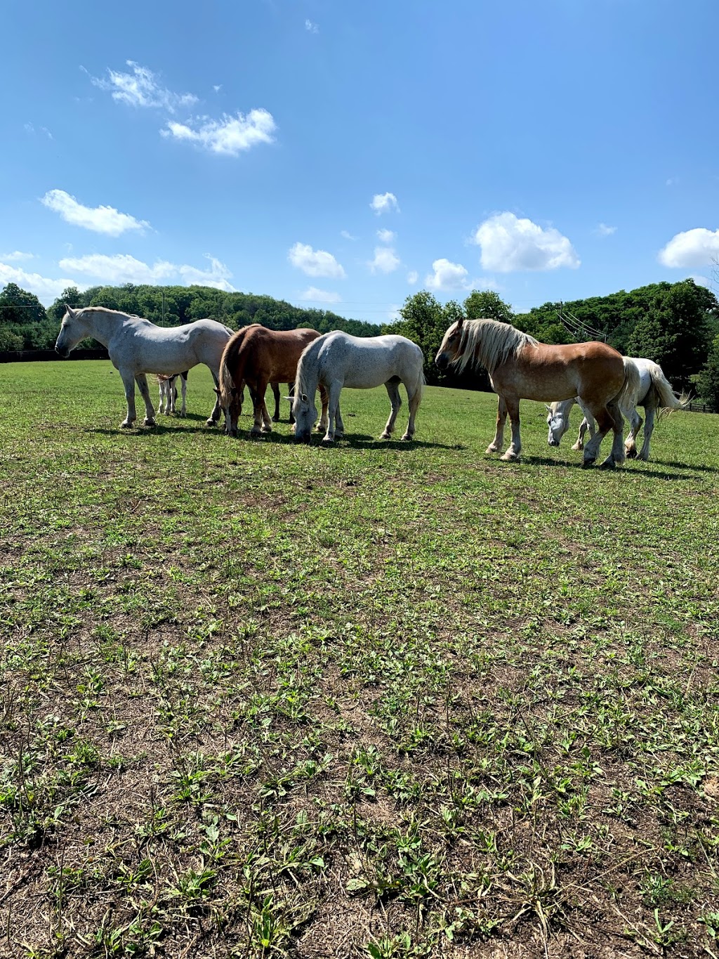 Dog Tales Rescue & Sanctuary | 1405 19th Sideroad, King City, ON L7B 1K5, Canada | Phone: (905) 713-1887