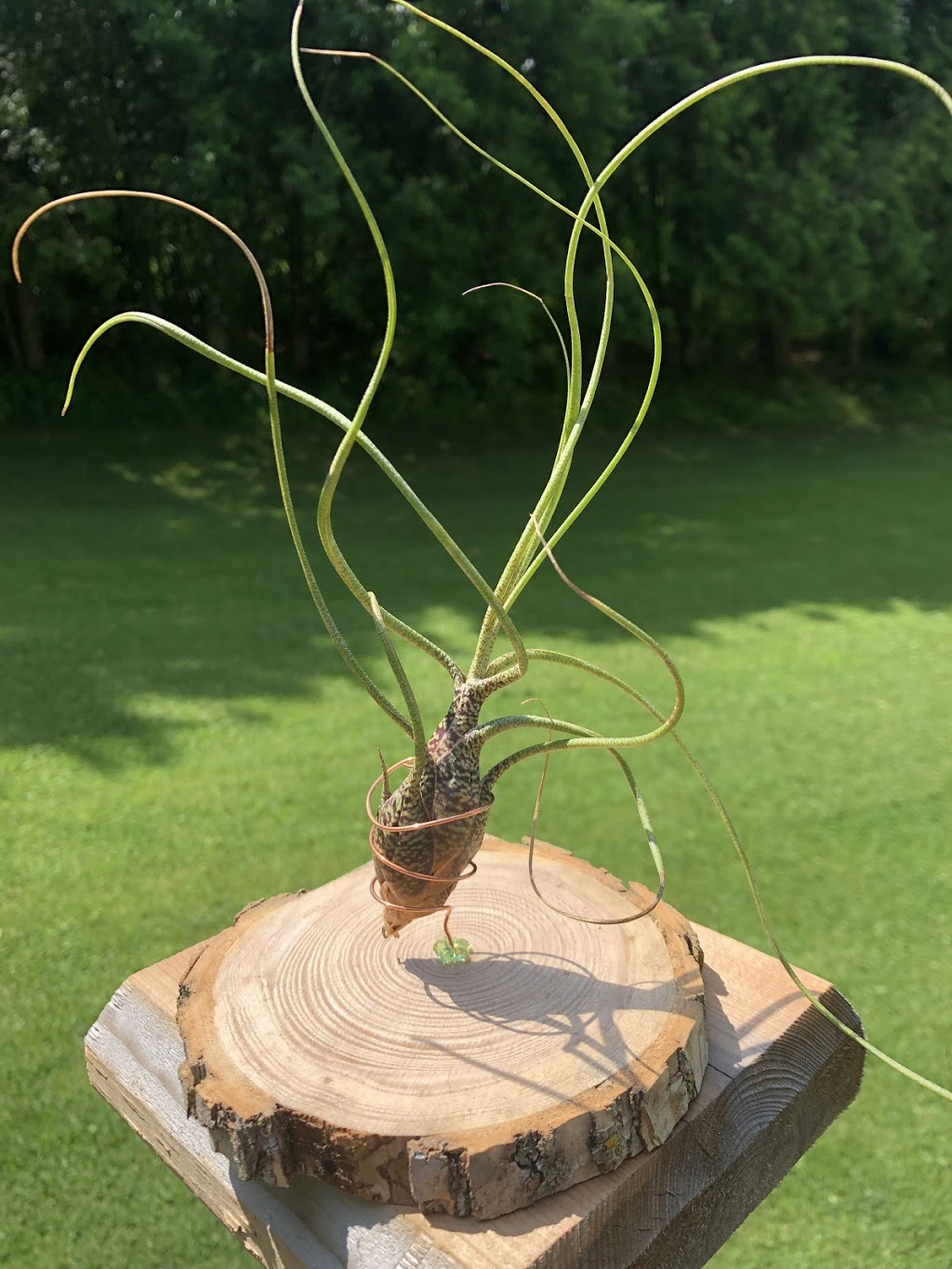 Life Vine Creations | 12374 Elizabeth St, Limehouse, ON L0P 1H0, Canada | Phone: (905) 703-8554
