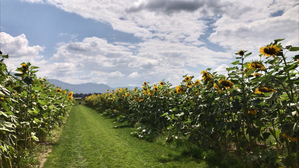 Chilliwack Sunflower Festival | 41310 Yale Rd, Chilliwack, BC V2R 4J3, Canada | Phone: (604) 703-6122