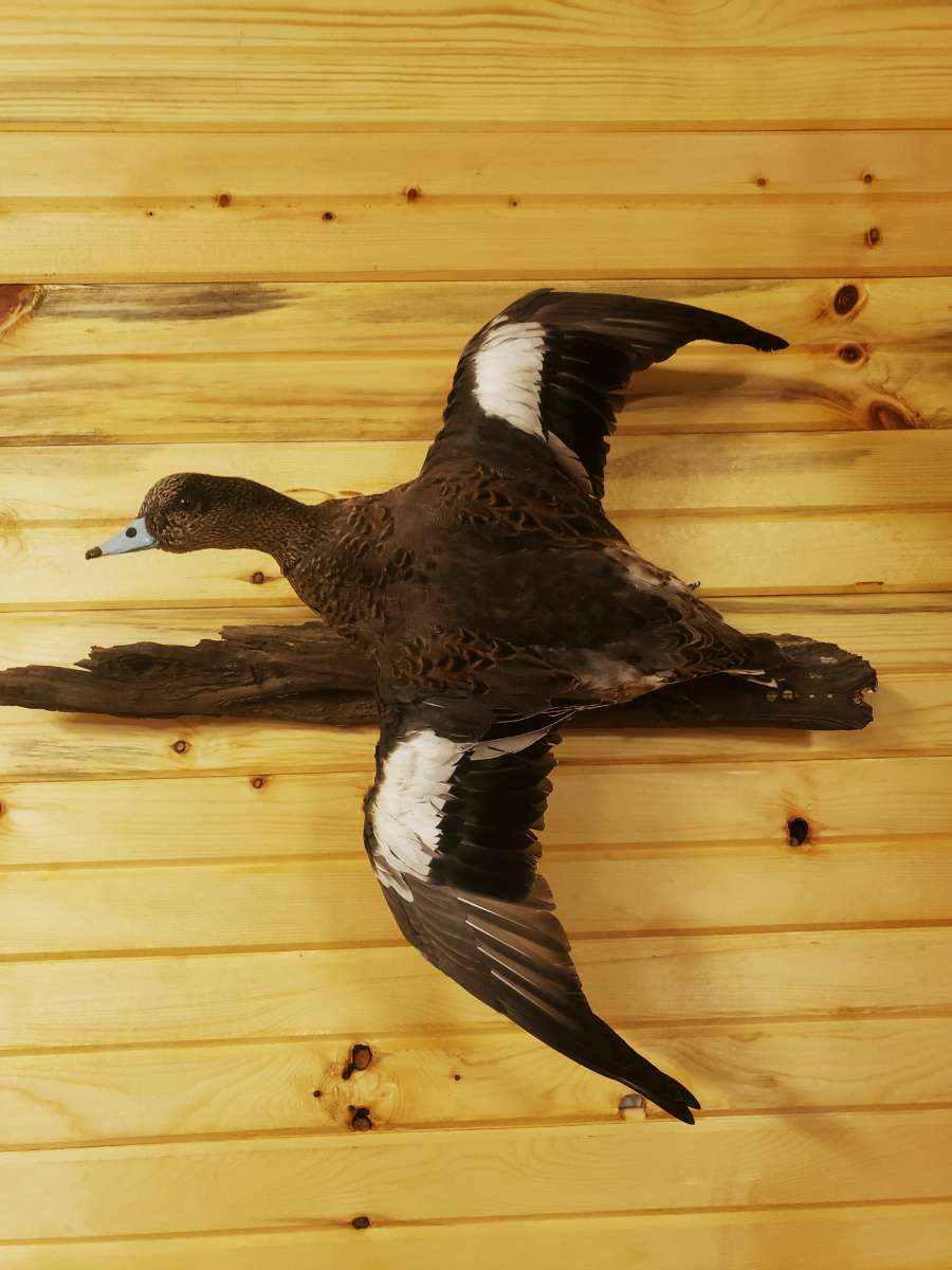 Striga Taxidermy | Mayfair, SK S0M 1S0, Canada | Phone: (306) 240-8028