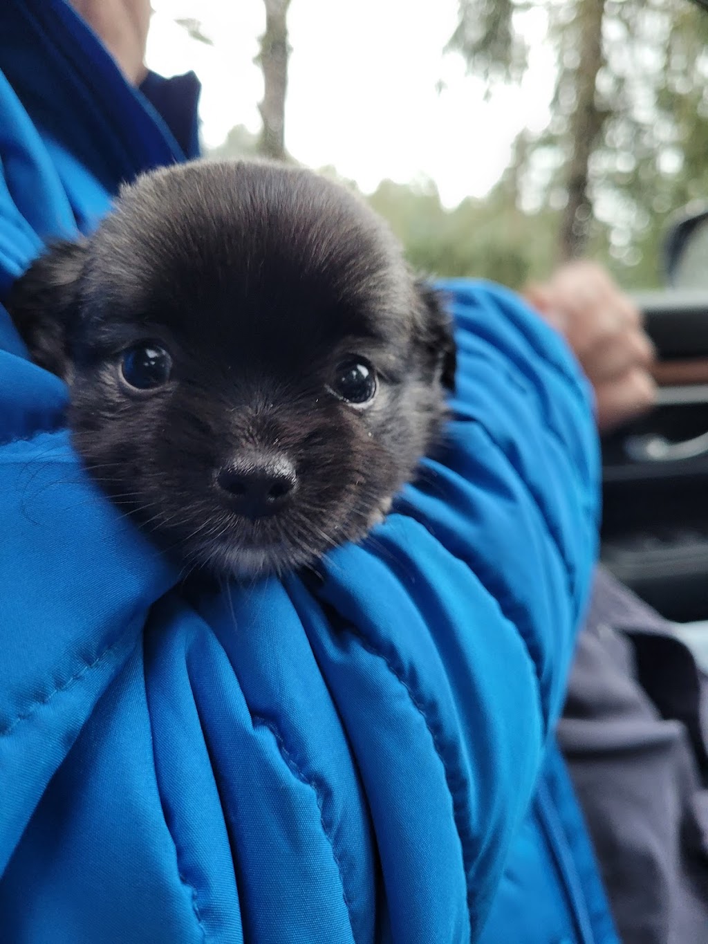 Mixed Blessings Puppies | 2040 Herd Rd, Duncan, BC V9L 5W3, Canada | Phone: (778) 422-3342