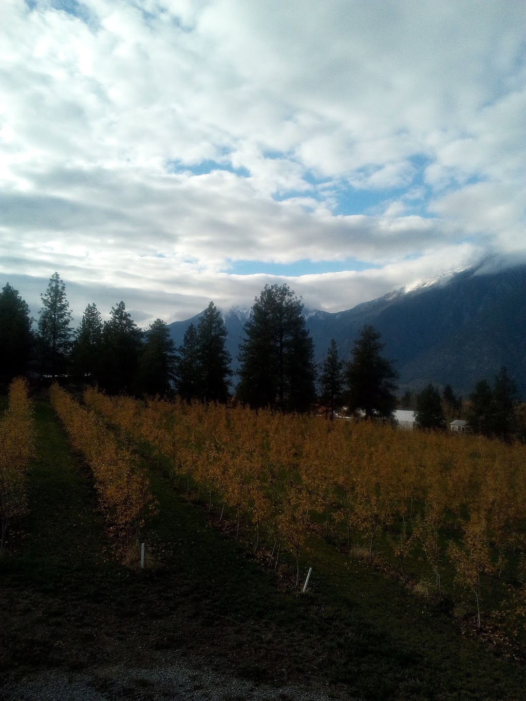 Liber Farm and Winery | 156 Sumac Rd, Cawston, BC V0X 1C0, Canada | Phone: (250) 499-5305