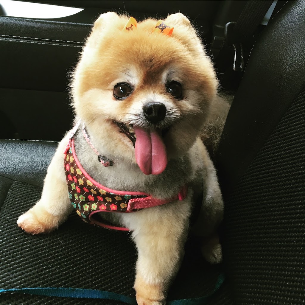 Stephanies Pet Grooming | 451 Guelph Line, Burlington, ON L7R 3L8, Canada | Phone: (905) 637-4143