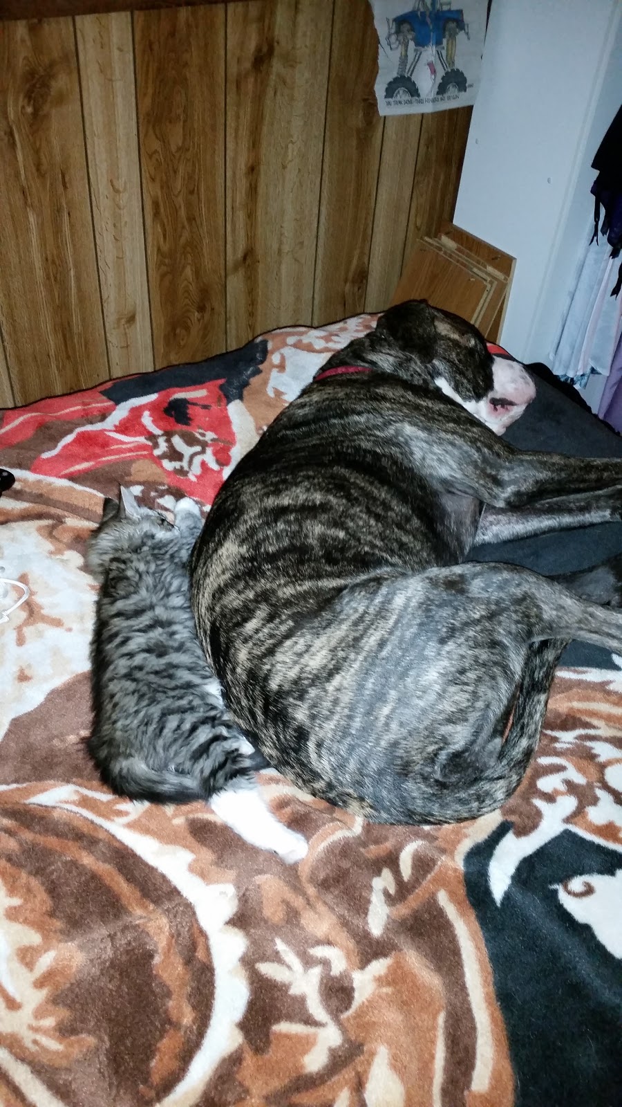 Nadines Personal Pet Care | 107 Glenhill Dr, Cochrane, AB T4C 1H2, Canada | Phone: (403) 617-9923