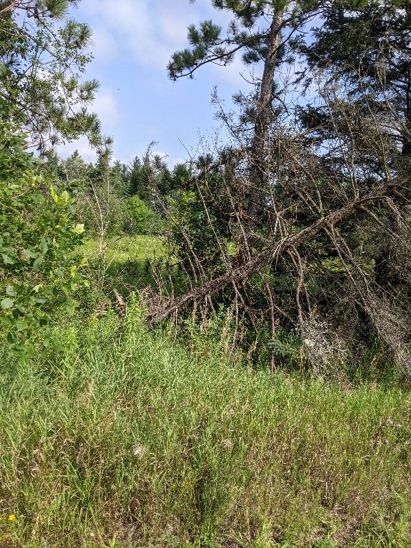 Ascents Tree Service | 8914 Adjala 10 Sideroad, Palgrave, ON L0N 1P0, Canada | Phone: (226) 500-5206