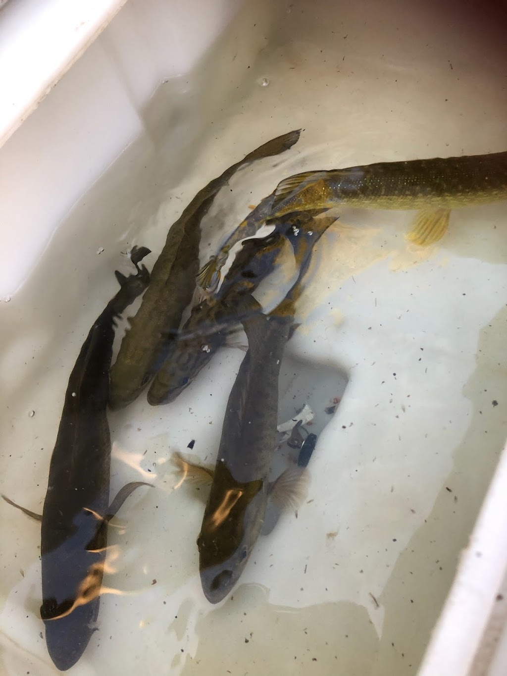 Fishing Hastings | 15 Gladstone St W, Madoc, ON K0K 2K0, Canada | Phone: (613) 473-5452