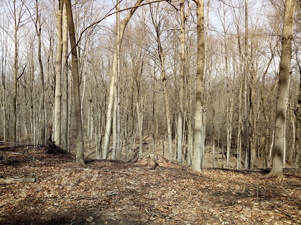 Medway Valley Heritage Forest | London, ON N6G 3M6, Canada | Phone: (519) 661-4500