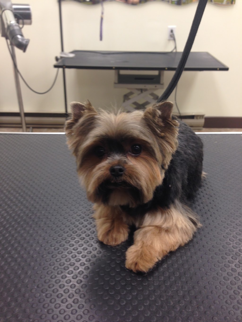 Le Coin Du Chien - Toilettage | 7250 Boulevard Taschereau, Brossard, QC J4W 1M9, Canada | Phone: (450) 486-7200