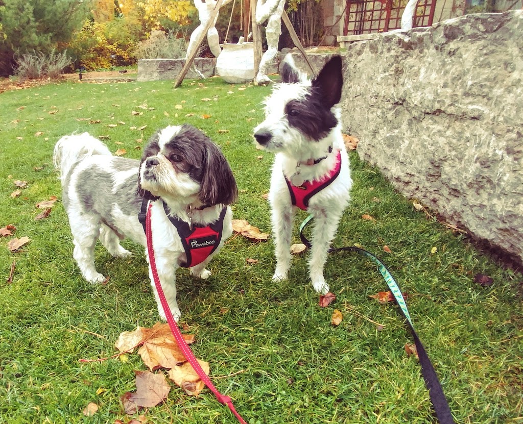 Elora Doggy Daycare | 11 E Mill St, Elora, ON N0B 1S0, Canada | Phone: (519) 215-7717