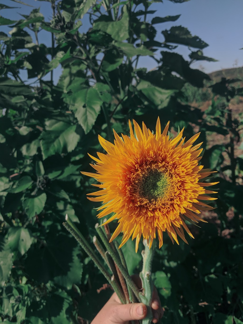 Rooted Oak Farm | 9230 Branch Rd, North Augusta, ON K0G 1R0, Canada | Phone: (613) 340-7633