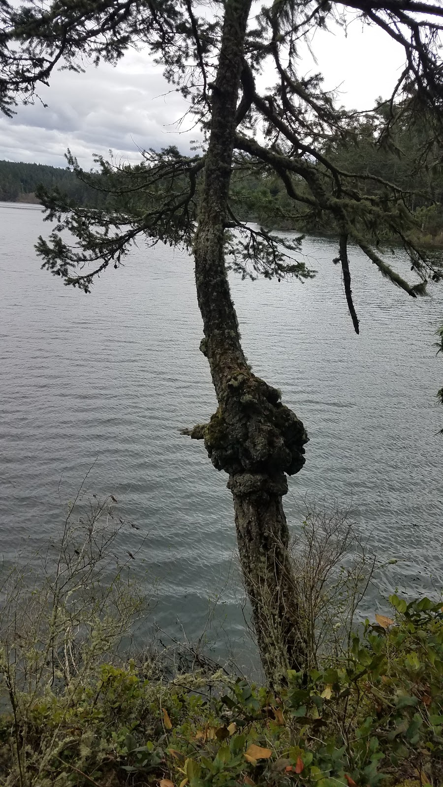 Pass Lake Trailhead | Fidalgo Island, Anacortes, WA 98221, USA