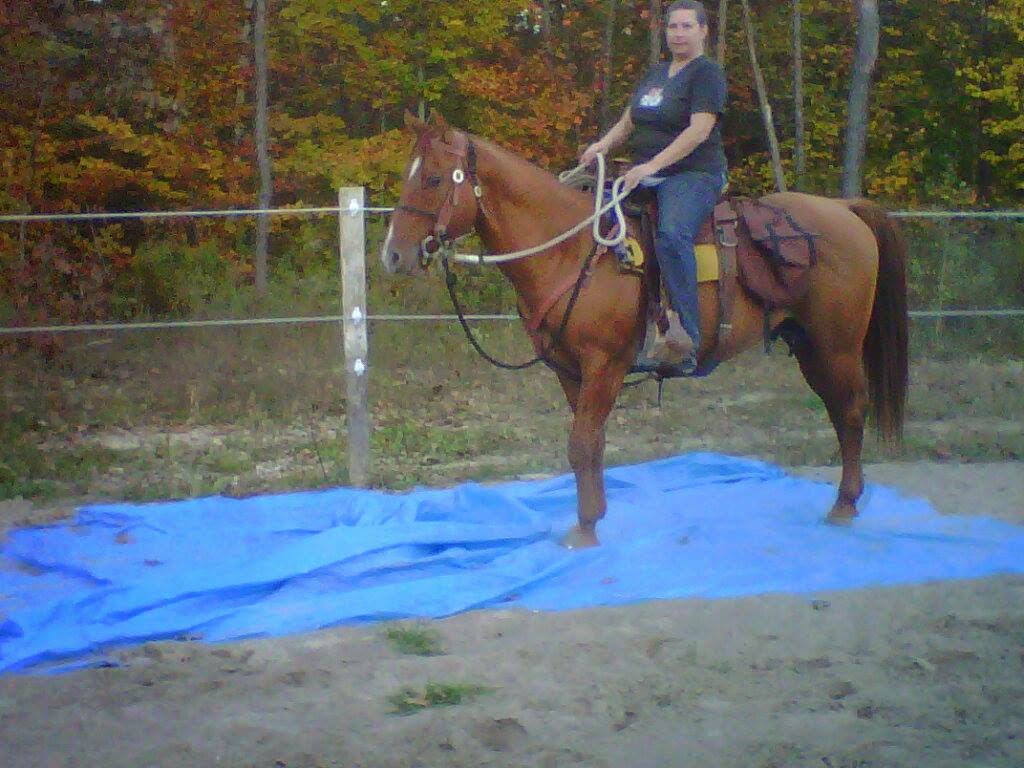 Oak Springs Farm | 1060 Sandy Hook Rd, Pontypool, ON L0A 1K0, Canada | Phone: (705) 344-9914
