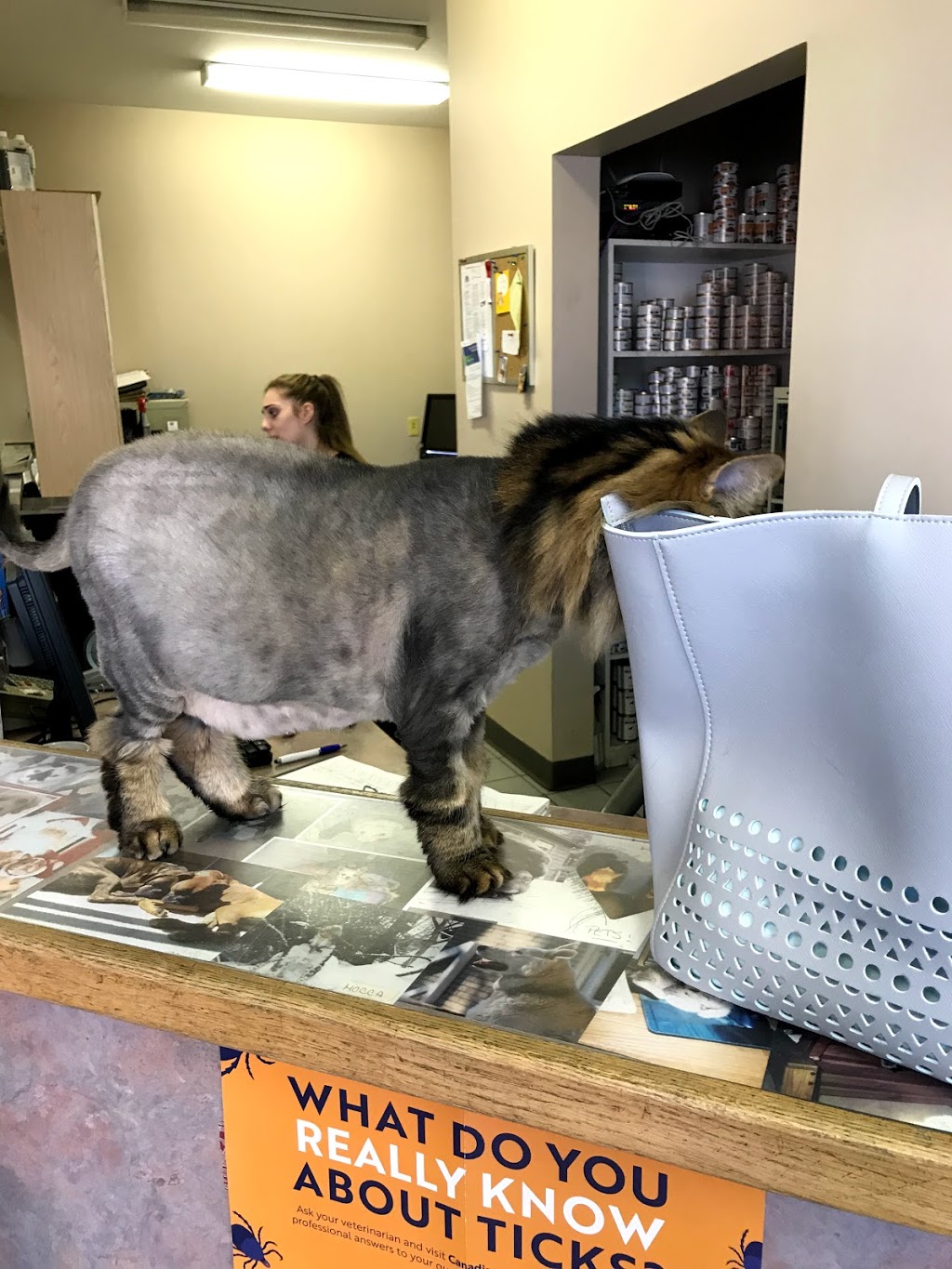 Glebe Pet Hospital | 595 Bank St, Ottawa, ON K1S 3T4, Canada | Phone: (613) 233-8326
