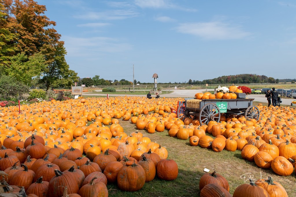 Downeys Farm Market | 13682 Heart Lake Rd, Inglewood, ON L7C 2J5, Canada | Phone: (905) 838-2990