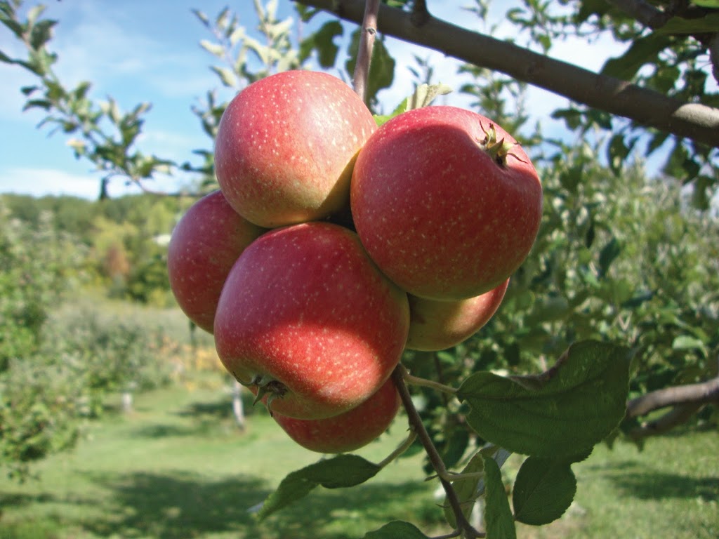 Whiffletree Farm and Nursery | 6987 8 Line W, Elora, ON N0B 1S0, Canada | Phone: (519) 669-1349