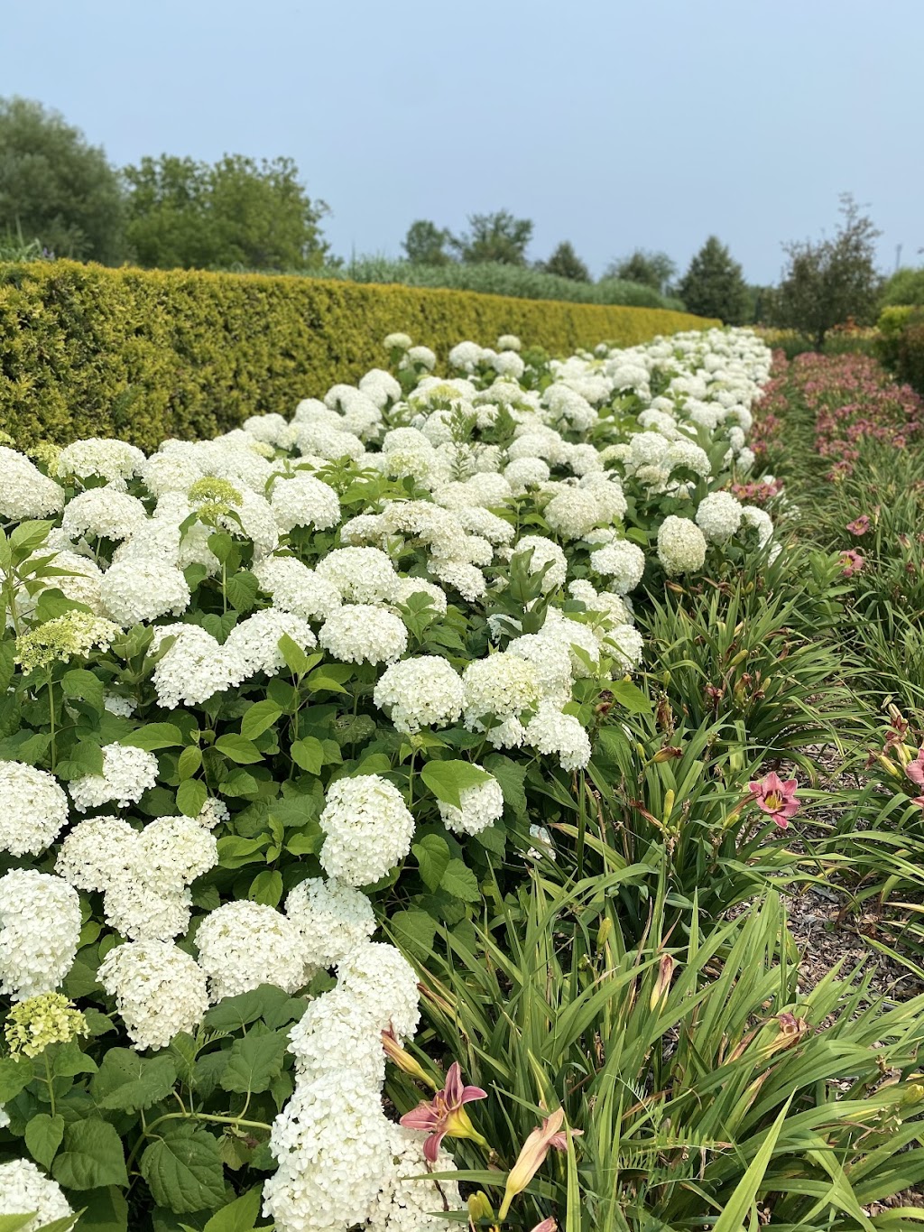 Pépinière Champs De Rêves | 1620 Chem. Daoust, Vaudreuil-Dorion, QC J7T 2C8, Canada | Phone: (450) 458-4000