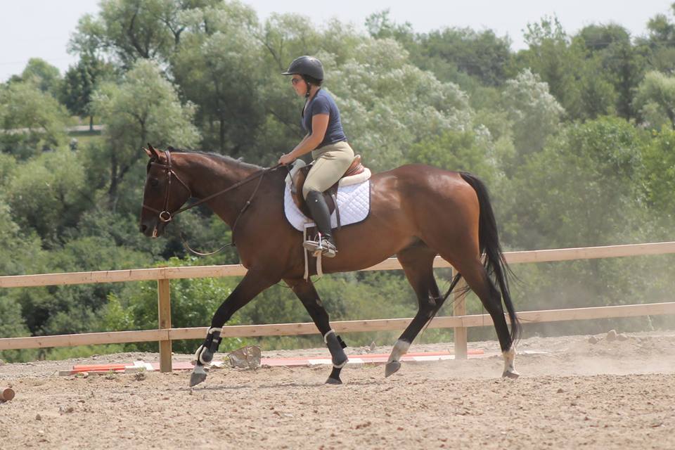 Belle Wood Equestrian Centre | 2745 Concession Rd 6, Greenwood, ON L0H 1H0, Canada | Phone: (905) 995-3109