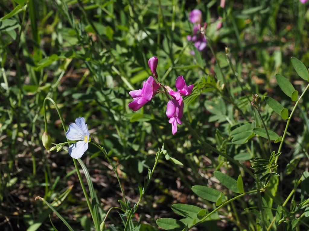 Elk Flats Group Campground | Bow Valley Trail, Kananaskis, AB T0L, Canada | Phone: (877) 537-2757