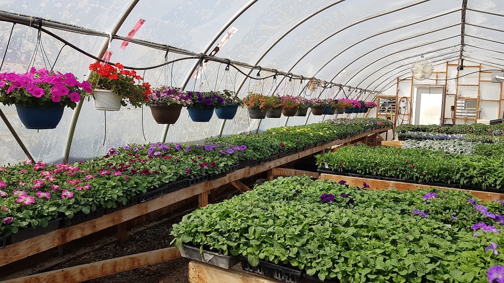 Broderick Garden Centre | 420 Saskatchewan Ave E, Outlook, SK S0L 2N0, Canada | Phone: (306) 867-8999